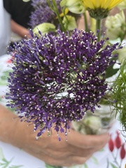 Sixalix atropurpurea