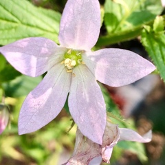 Campanula lactiflora
