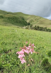 Pelargonium luridum image