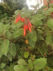Fuchsia boliviana