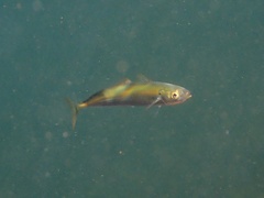 Decapterus punctatus