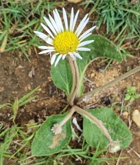 Gerbera piloselloides