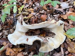 Lactarius controversus