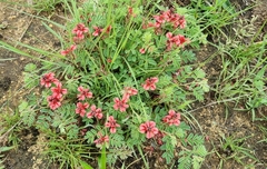 Indigofera hendecaphylla