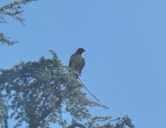 Buteo jamaicensis