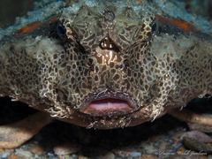 Ogcocephalus cubifrons