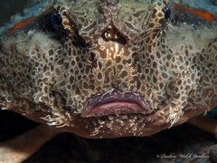 Ogcocephalus cubifrons