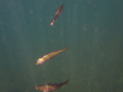 Decapterus punctatus