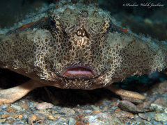 Ogcocephalus cubifrons