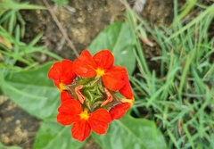 Crossandra greenstockii