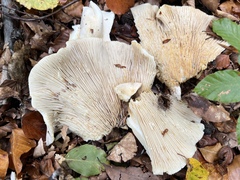 Lactarius controversus