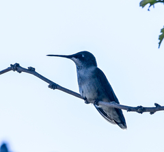 Archilochus alexandri