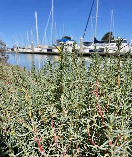 Oppositeleaf Russian thistle (Salsola soda)