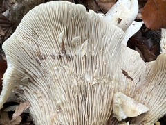 Lactarius controversus