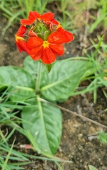 Crossandra greenstockii
