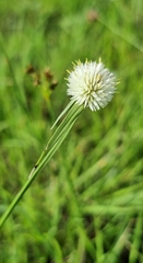 Kyllinga alba subsp. alba image