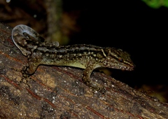 Gymnodactylus darwinii