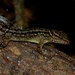 Gymnodactylus darwinii - Photo (c) Flávio Mendes, some rights reserved (CC BY-NC), uploaded by Flávio Mendes
