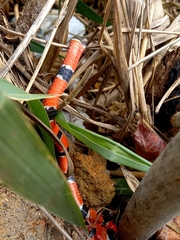 Micrurus corallinus