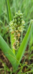 Albuca virens