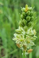Albuca virens