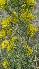Ericameria nauseosa