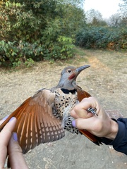 Colaptes auratus luteus × cafer