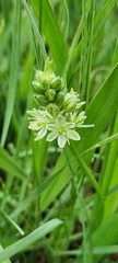 Albuca virens