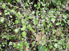 Helichrysum lanceolatum