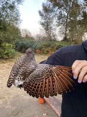 Colaptes auratus luteus × cafer