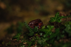 Fistulina hepatica