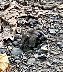 Peromyscus sonoriensis