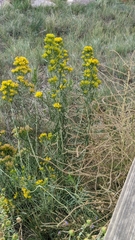 Ericameria nauseosa