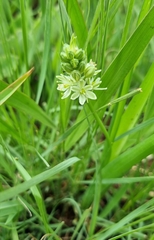 Albuca virens