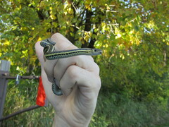 Thamnophis butleri