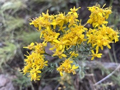 Senecio spartioides