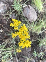 Senecio spartioides