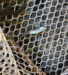 Notropis stramineus