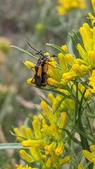 Chauliognathus deceptus