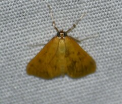 Helvibotys helvialis