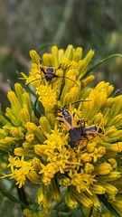 Chauliognathus deceptus