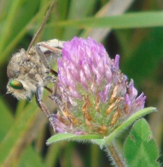 Promachus vertebratus