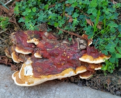 Ganoderma polychromum