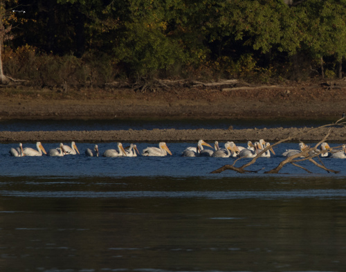 American White Pelican photographed in Kentucky