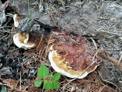 Ganoderma polychromum