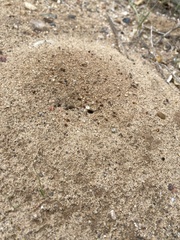 Dorymyrmex bicolor