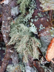 Usnea hirta