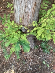 Metasequoia