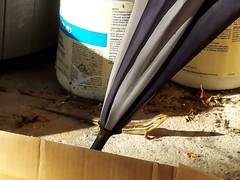 Plestiodon inexpectatus