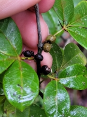 Zanthoxylum punctatum